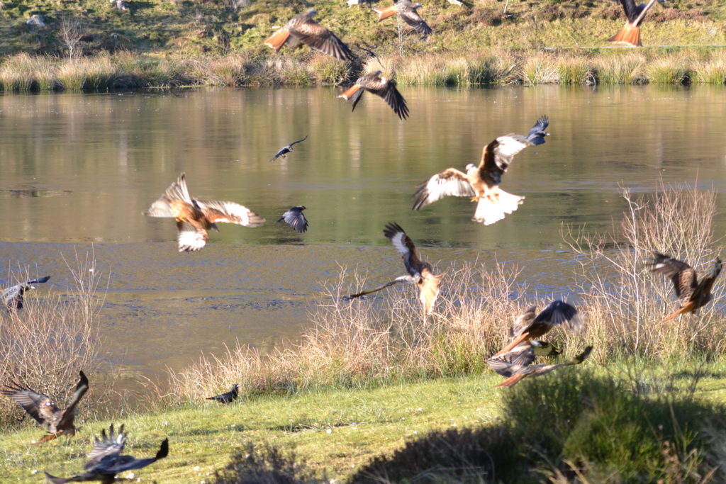 Red Kites swooping to take food at Bwlch Nant Yr Arian.