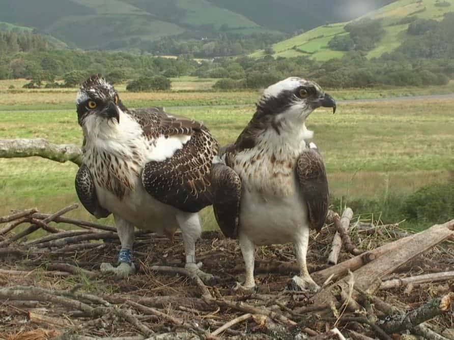 A pair of nesting ospreys